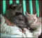 Енот и кошка 12943